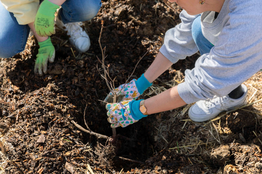 Plantation d'une micro-forêt dans une école de Rennes