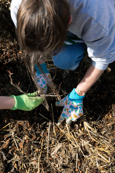 Plantation d'une micro-forêt dans une école de Rennes